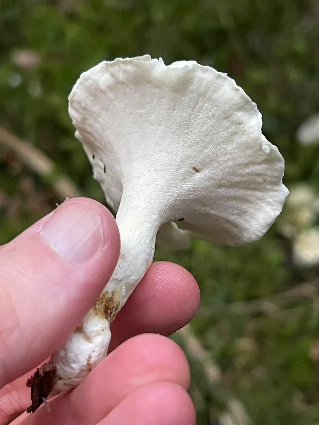 Sheep polypore