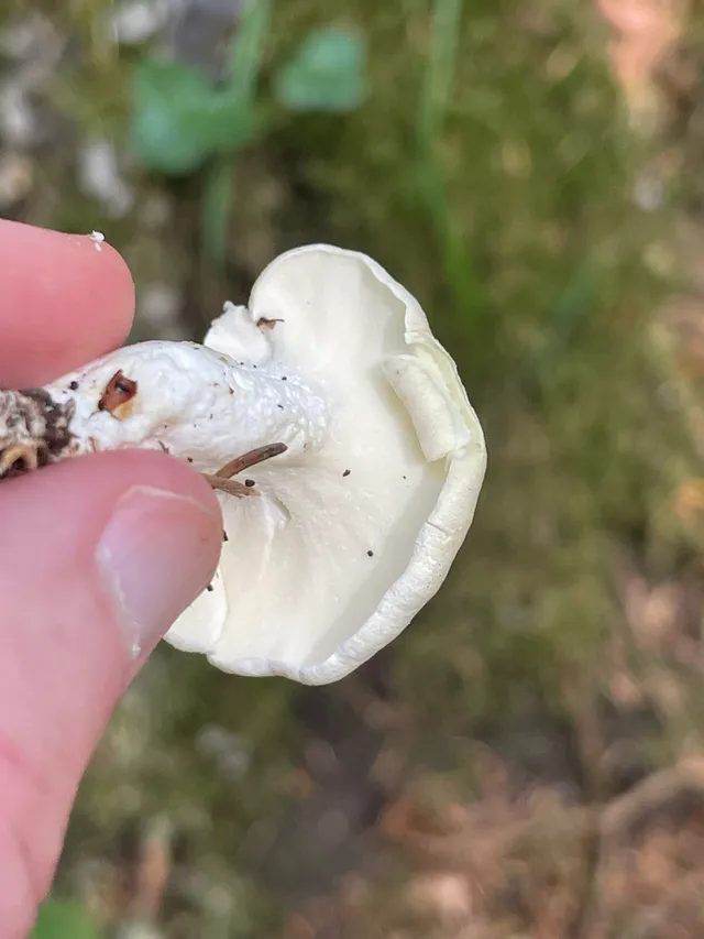 Sheep polypore