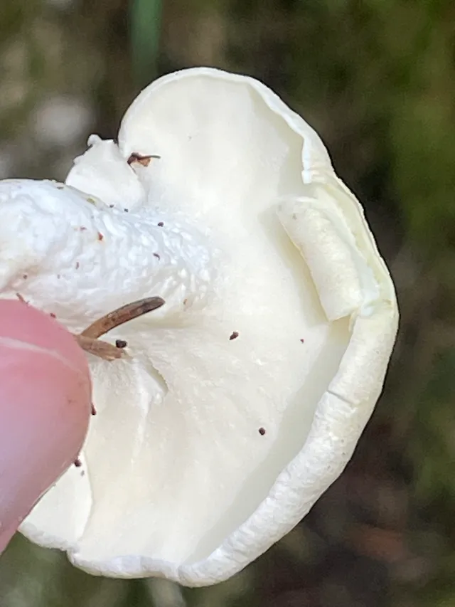 Sheep polypore