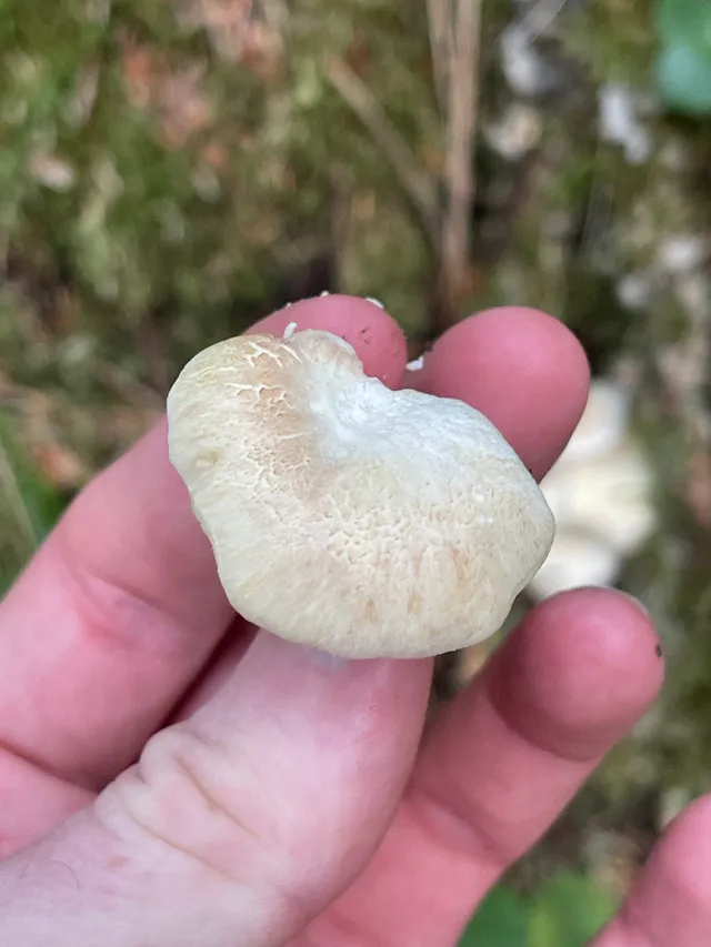 Sheep polypore