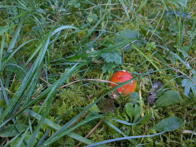 Fly Agaric