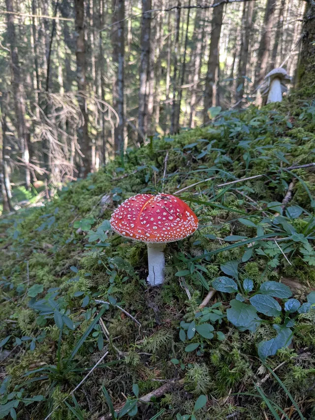 Fly Agaric
