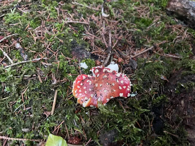 Fly Agaric