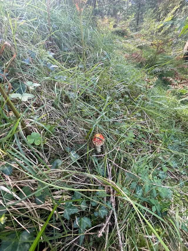 Fly Agaric