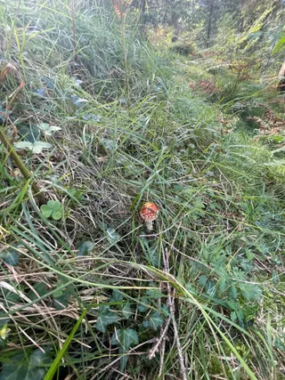 Fly Agaric — 4