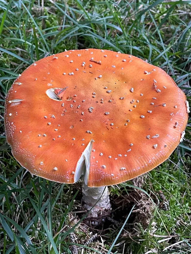 Fly Agaric