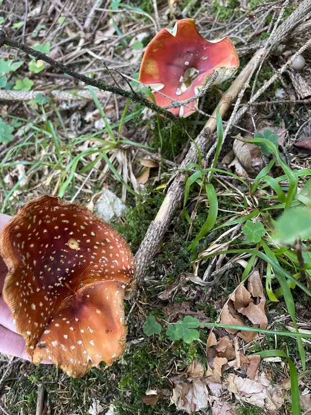 Fly Agaric