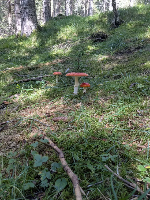 Fly Agaric