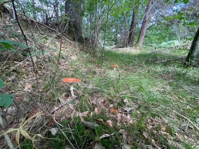 Fly Agaric