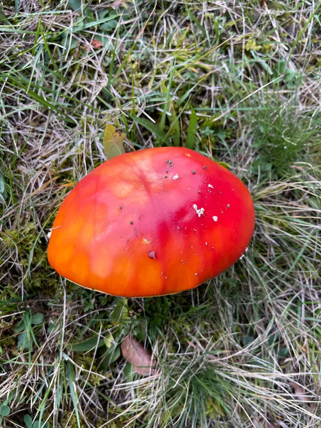 Fly Agaric