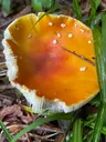 Fly Agaric
