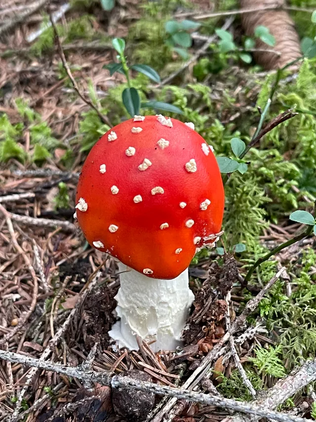 Fly Agaric
