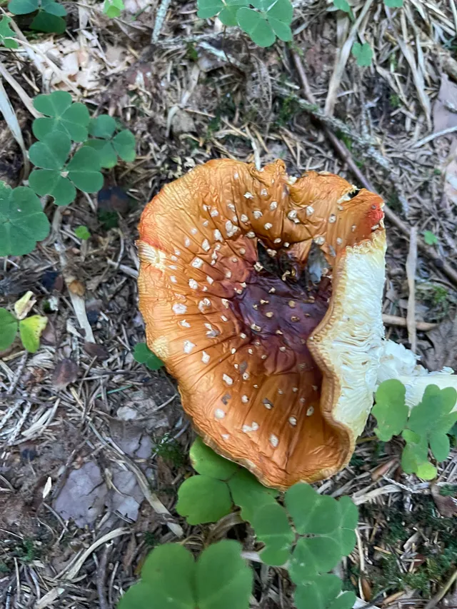 Fly Agaric