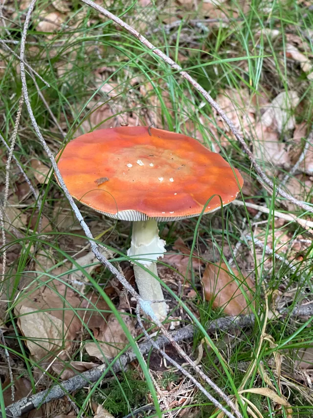 Fly Agaric