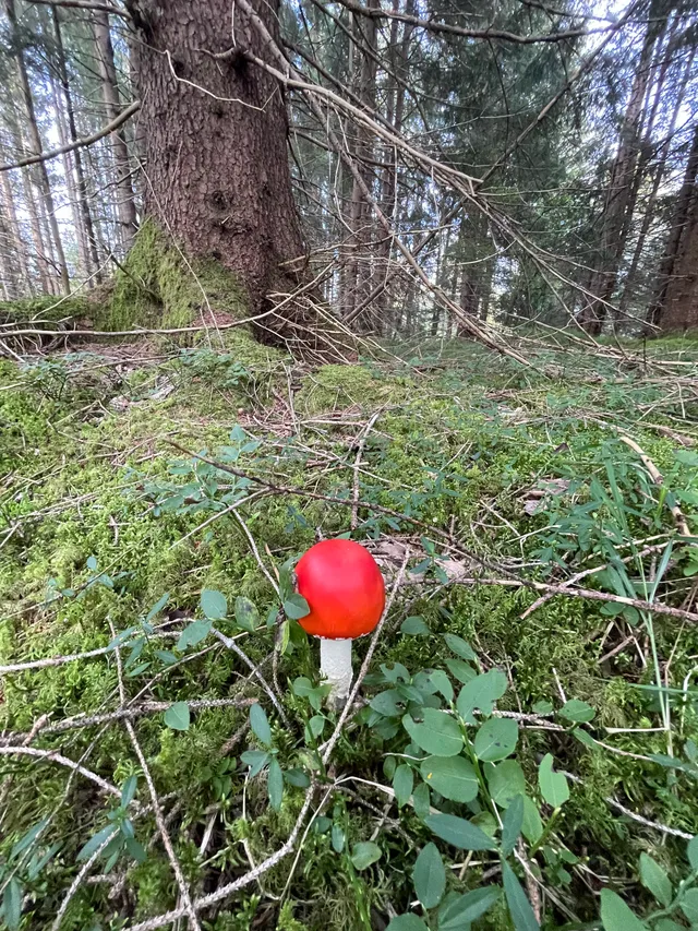 Fly Agaric