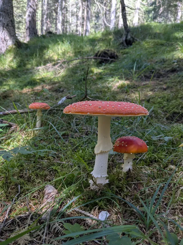 Fly Agaric