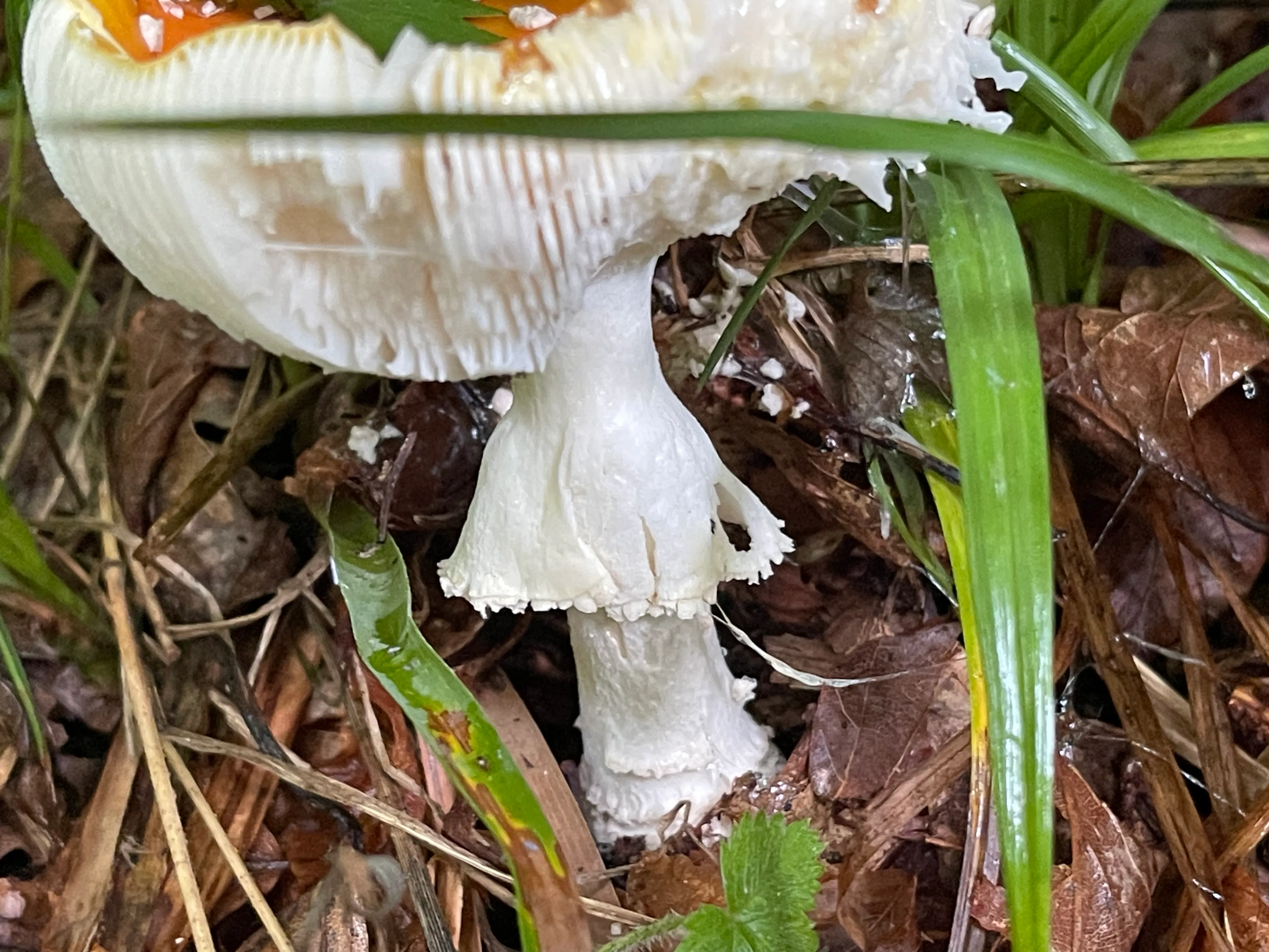 Fly Agaric — 2