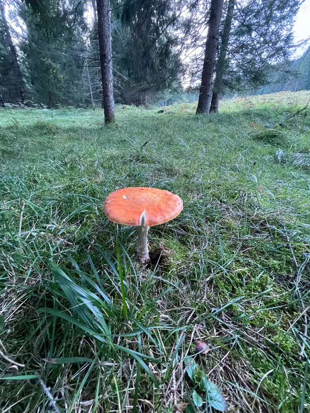 Fly Agaric