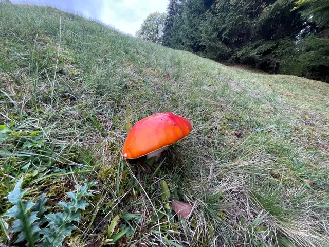 Fly Agaric