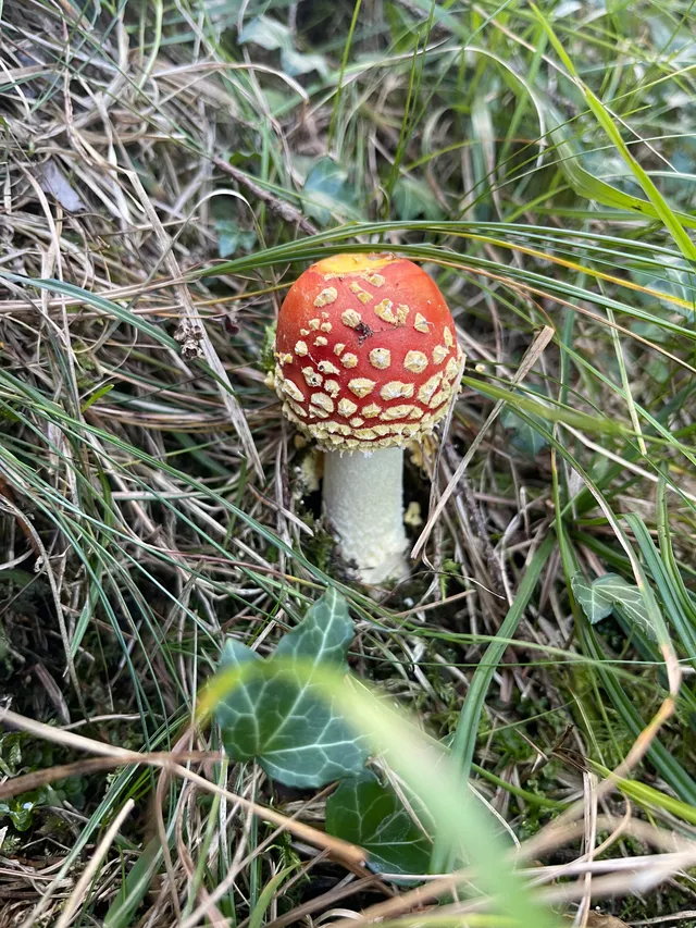 Fly Agaric