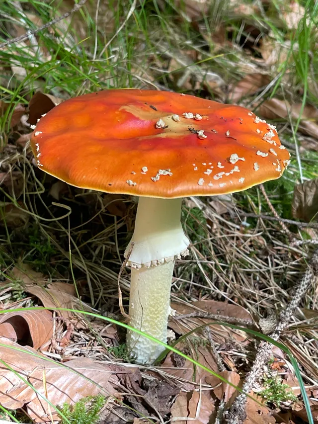 Fly Agaric