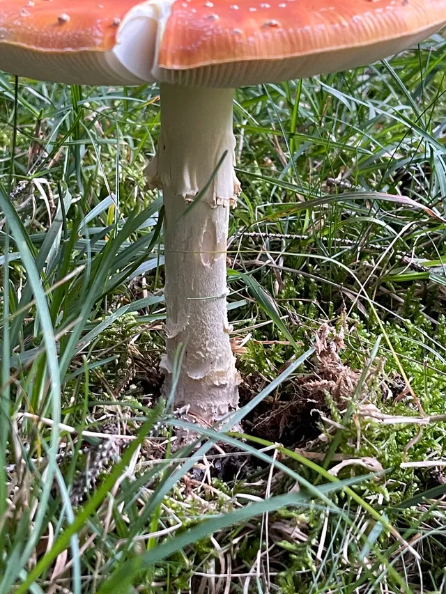 Fly Agaric