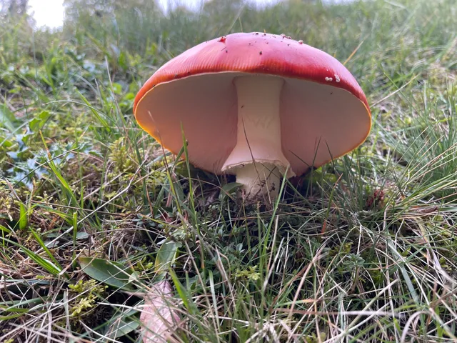 Fly Agaric