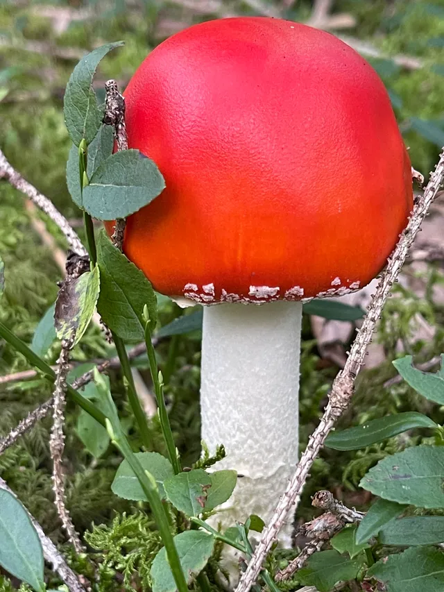Fly Agaric
