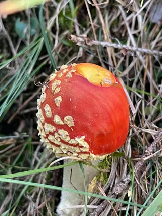 Fly Agaric — 5