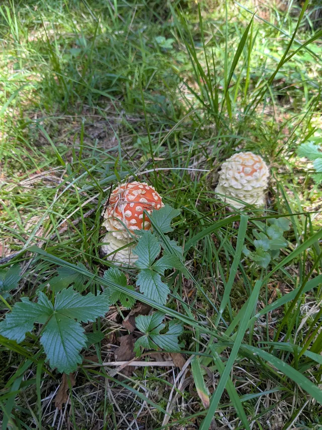 Fly Agaric