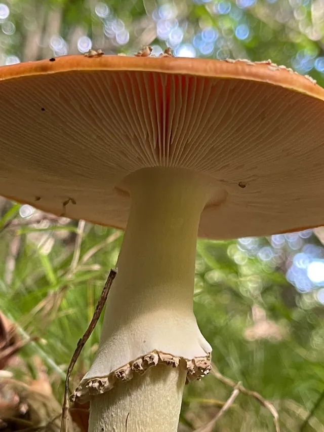 Fly Agaric
