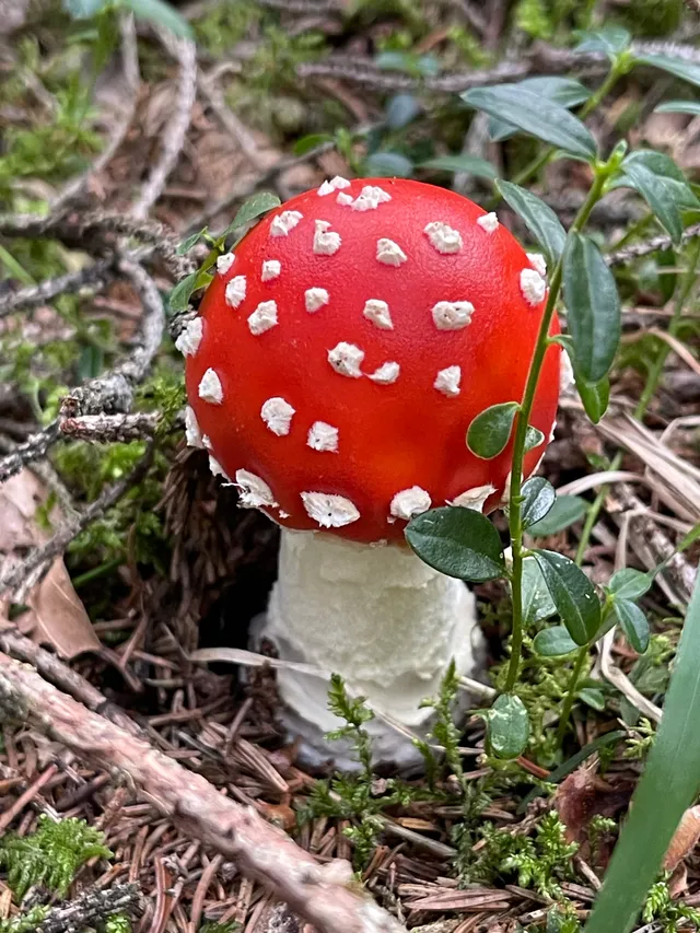 Fly Agaric
