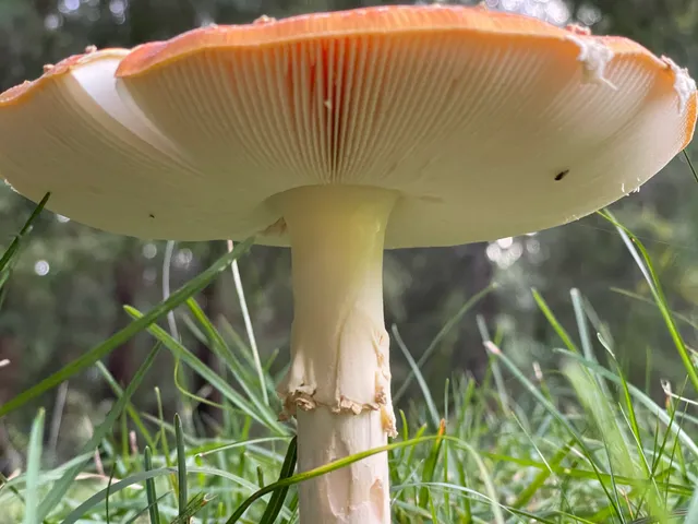 Fly Agaric