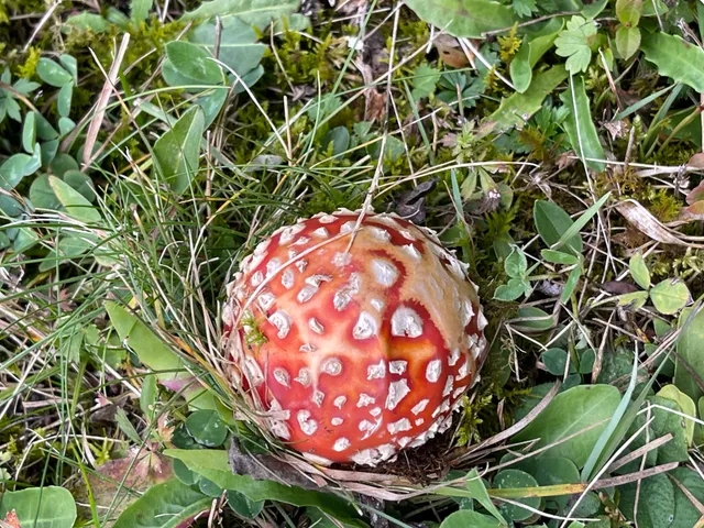 Fly Agaric
