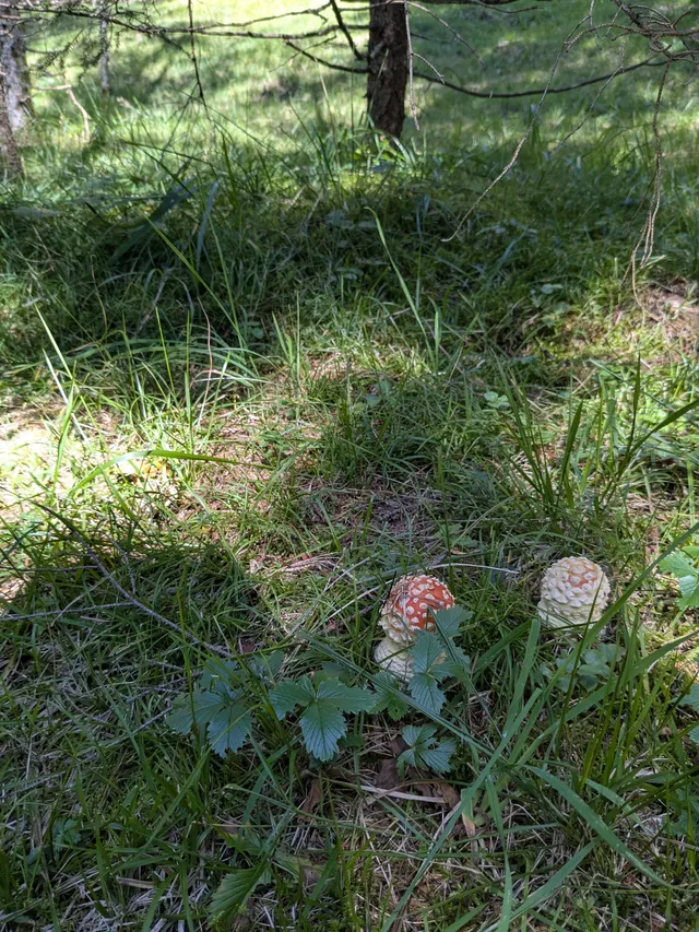 Fly Agaric