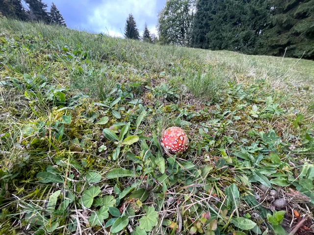 Fly Agaric