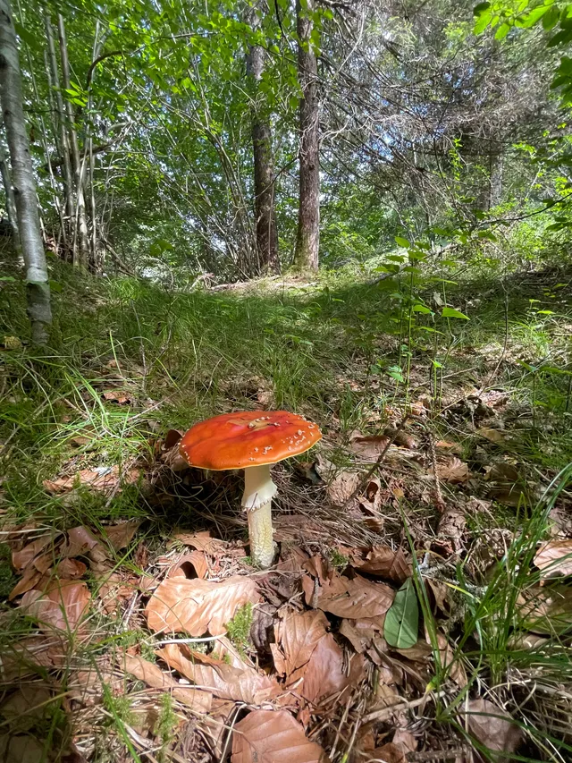 Fly Agaric