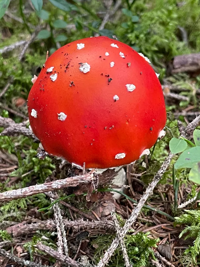 Fly Agaric