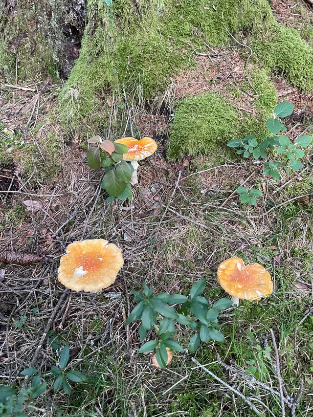 Fly Agaric