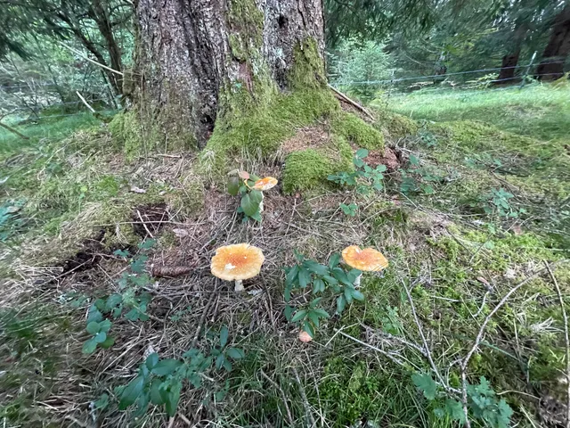 Fly Agaric