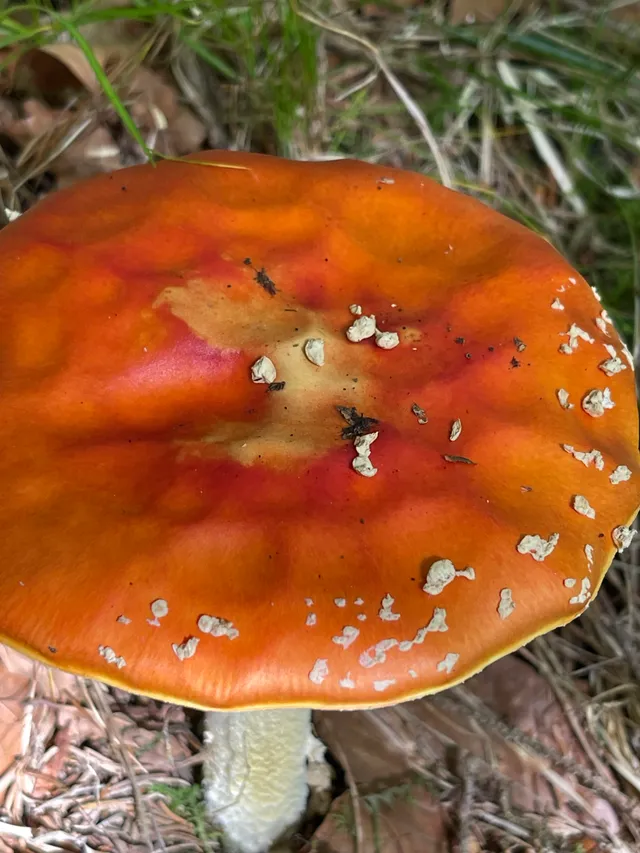 Fly Agaric
