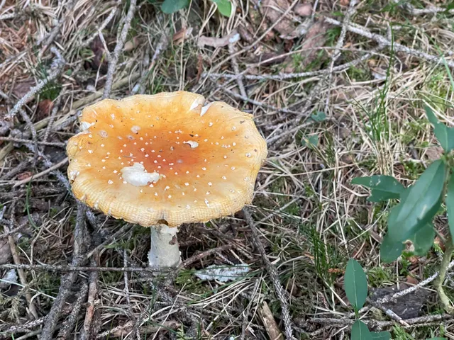 Fly Agaric