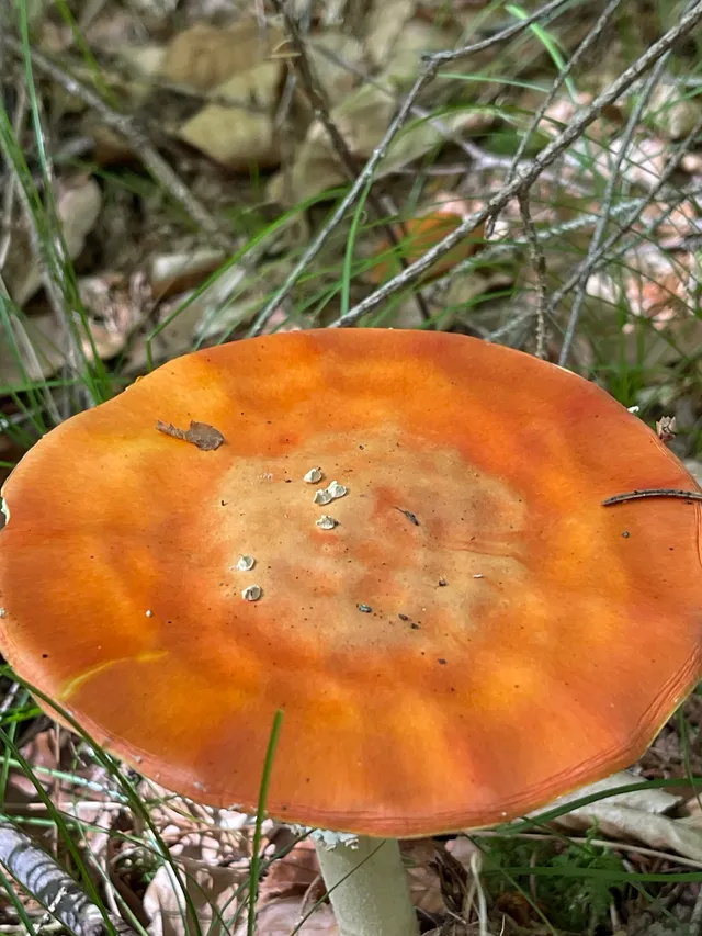 Fly Agaric