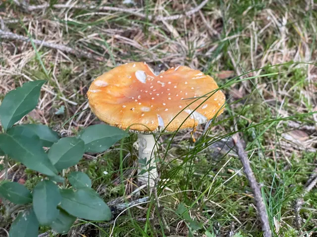 Fly Agaric