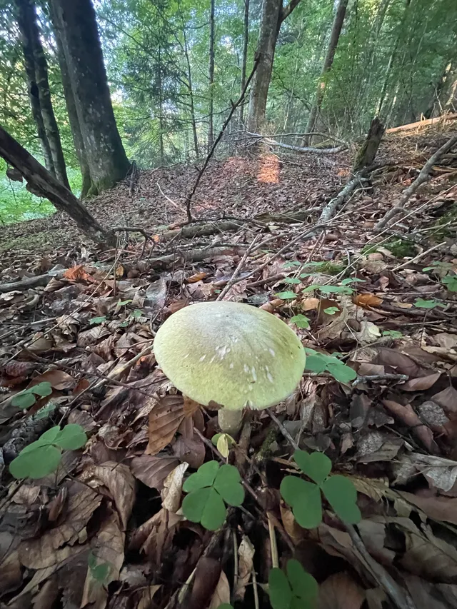 Deathcap
