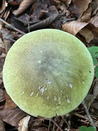 Deathcap — 2