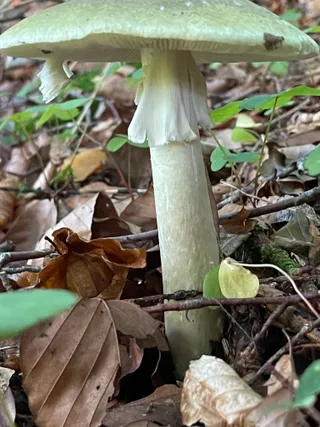 Deathcap — 3