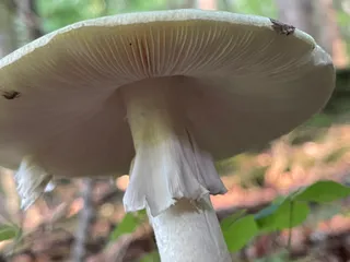 Deathcap — 4
