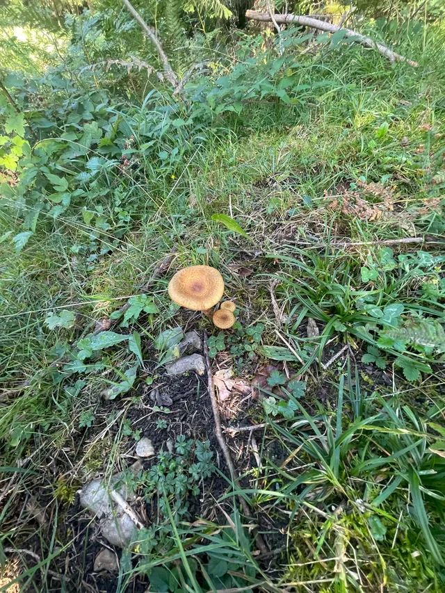 Honey fungus