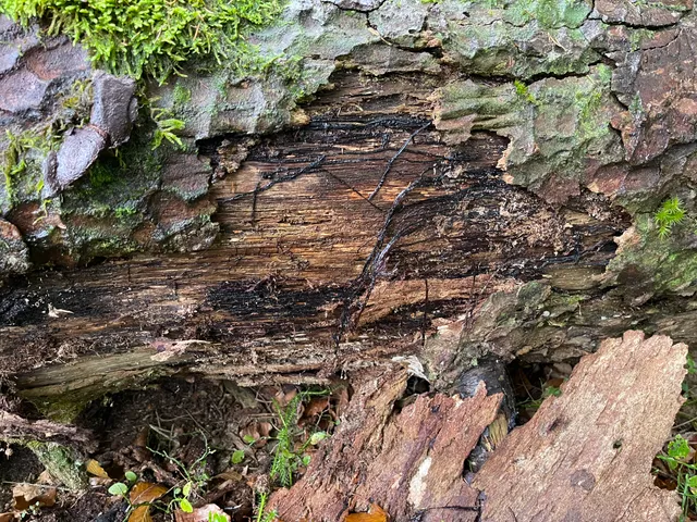 Honey fungus